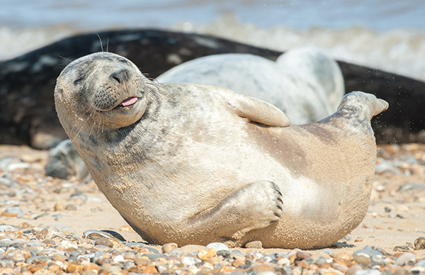 happy seal pup on a beach גור כלבי ים מתפנן על החוף, בימים יפים יותר