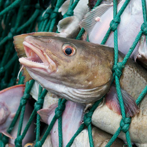 דג נחנק ונמחץ ברשת