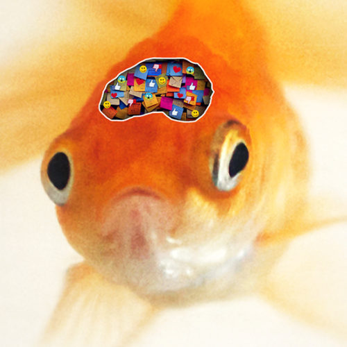 זכרונות של דג - אילוסטרציה