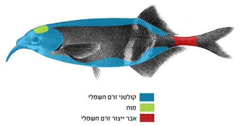 דג פיל אברי חשמל דג פיל אברי חשמל