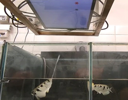 דגי צלף ניסוי סלידה מאי שוויון