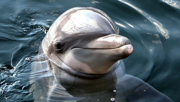 Beautiful dolphin smiling and curiously looking around in a tranquil blue ocean environment Beautiful dolphin smiling and curiously looking around in a tranquil blue ocean environment