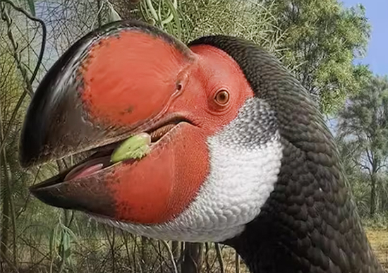 דרומורניס אוסטרלי נכחד