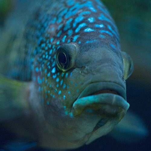 דיכאון דגים