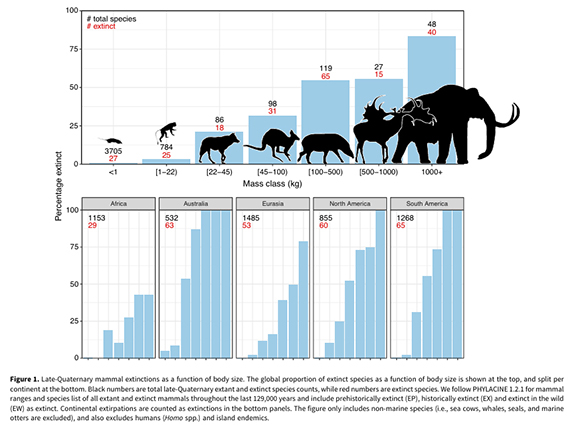 הבדלי הכחדה בין יבשות וגדלי גוף
