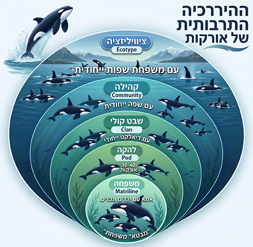 היררכיית הציוויליזציה של לווייתני האורקה