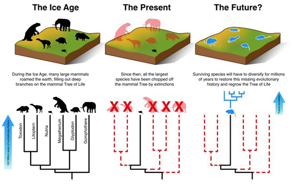 העלמת רוב החיות הגדולות