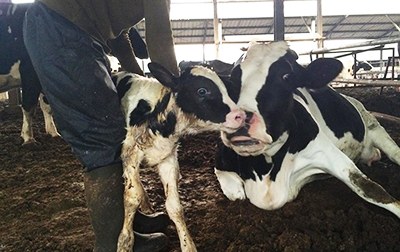הפרדת עגל מפרה