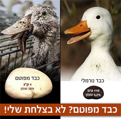 השוואה בין ברווז וכבד נורמלי למפוטם