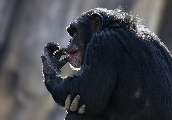Chimpanzee