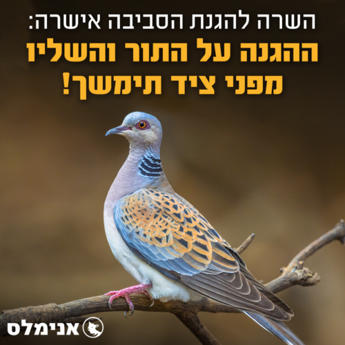 השרה להגנת הסביבה אישרה - ההגנה על התור והשליו מפני ציד תימשך!