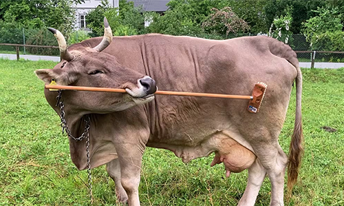 ורוניקה הפרה