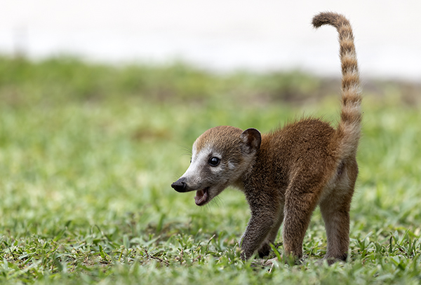 חוטמן חום קואטי