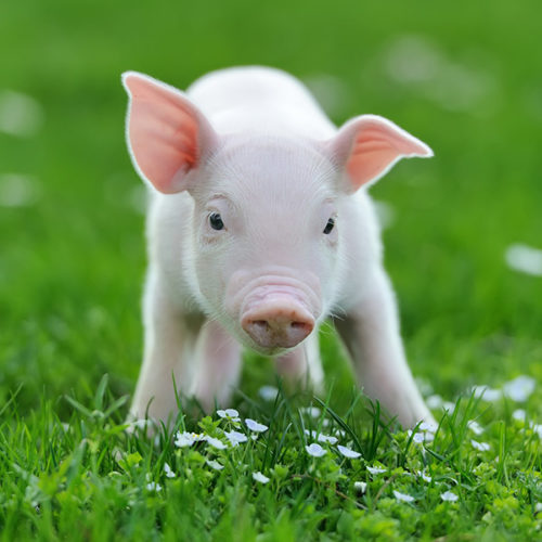 חזיר צעיר חזרזיר חזירון על דשא עשב