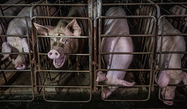 On an industrial pig farm, a sow chews repetitively on the metal bars of her gestation crate while her neighbours drink accumulated water from a channel that runs in front of their enclosures. Sows confined inside these bare, concrete-floored enclosures c Credit: Jo-Anne McArthur, We Animals