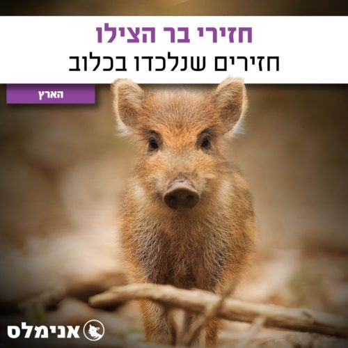 חזירי בר הצילו חזירים שנלכדו בכלוב