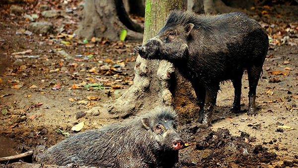 חזירי יבלות ויסאיינים