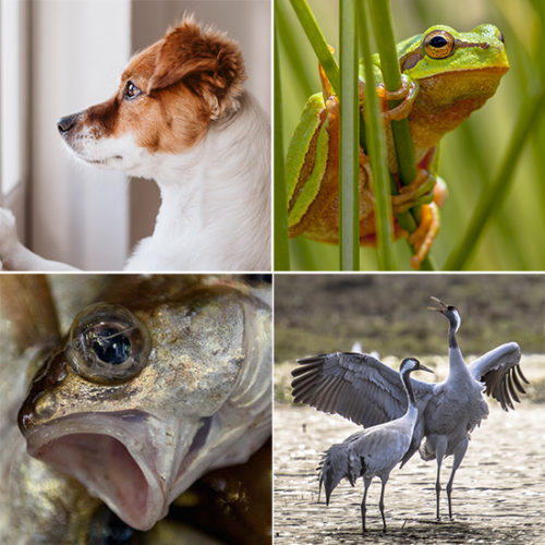 כלב צפרדע דג וזוג ציפורים