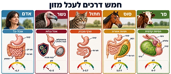 חמש דרכים לעכל מזון