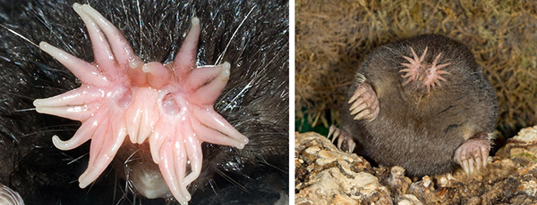 חפרפרת ככובת אף