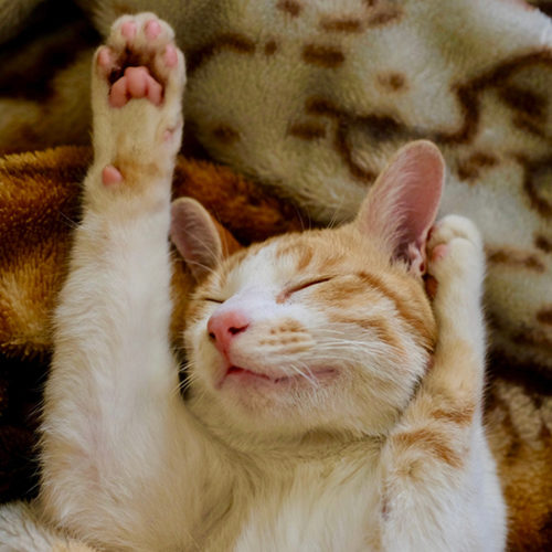 חתולון ישן בידיים מורמות