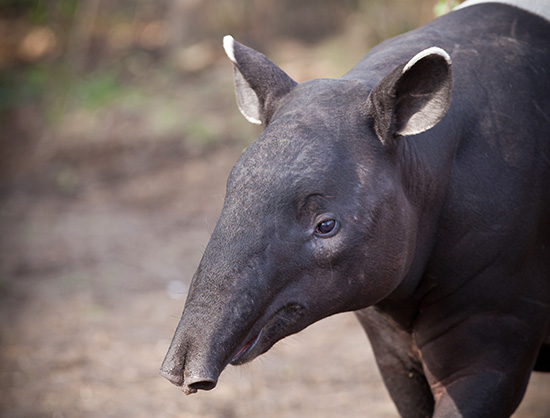 Malayan Tapir, also called Asian Tapir (Tapirus indicus)