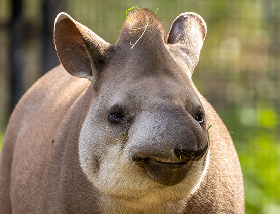 South American tapir at the zoo