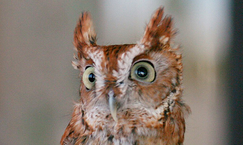 ינשוף צווחן מזרחי