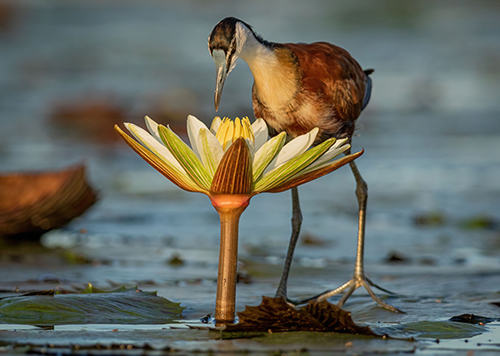 Beautiful Jacanas bird stands in a tranquil body of water near a water lily