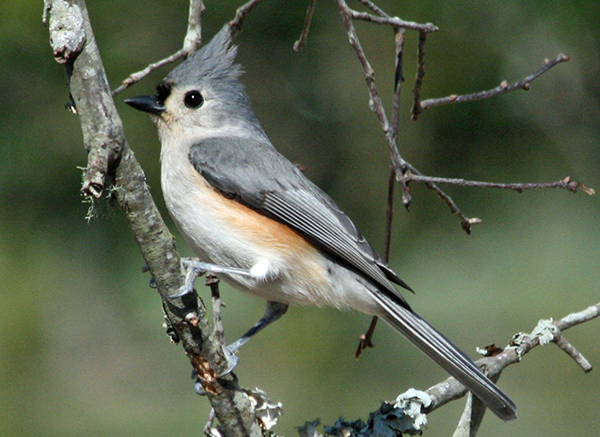 ירגזי דו-גוני