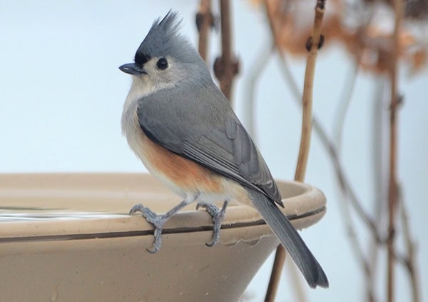 ירגזי דו גוני