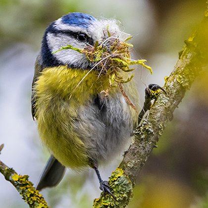 Bird perched on mossy branch, holding object