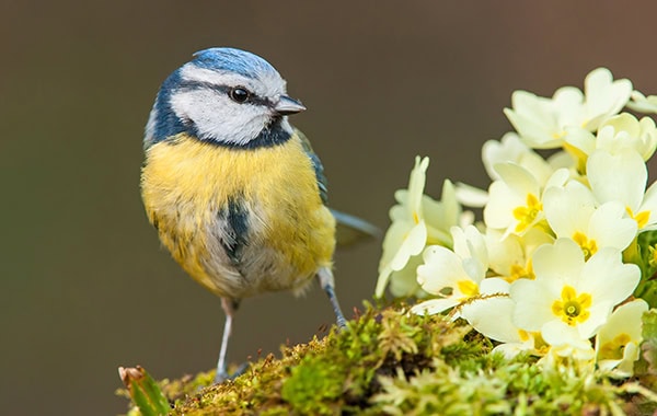 Blue tit, standing next to primroses