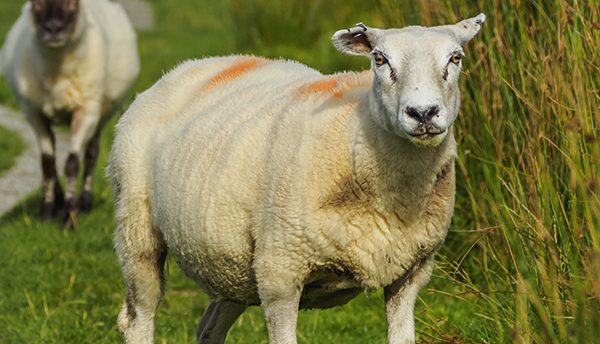 Sheeps in Scottish Highlands כבשה כבש