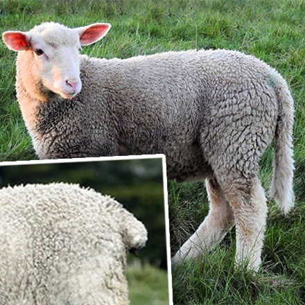 כבשה עם זנב ובלי זנב