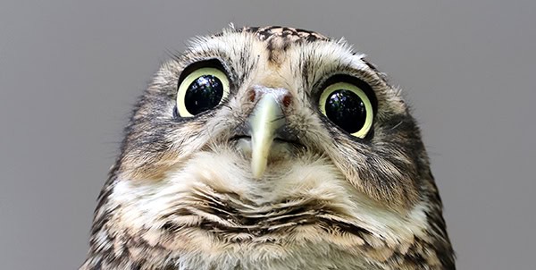 Burrowing owl (Athene cunicularia) closeup shot on blurred backg
