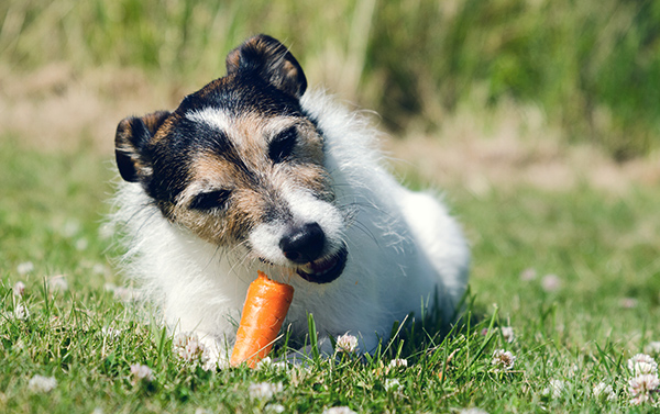 Dog eating a carrot כלב אוכל גזר