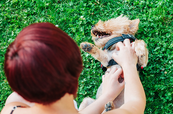 Joyful young woman playing with her dog outdoors in the park