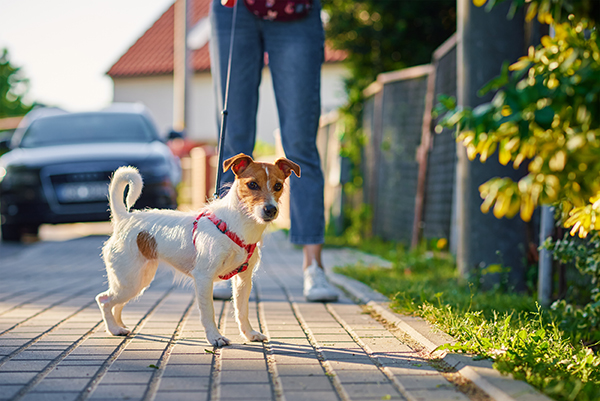 Dog walks at summer city street כלב על המדרכה
