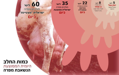 כמה חלב שואבים מפרה ביממה