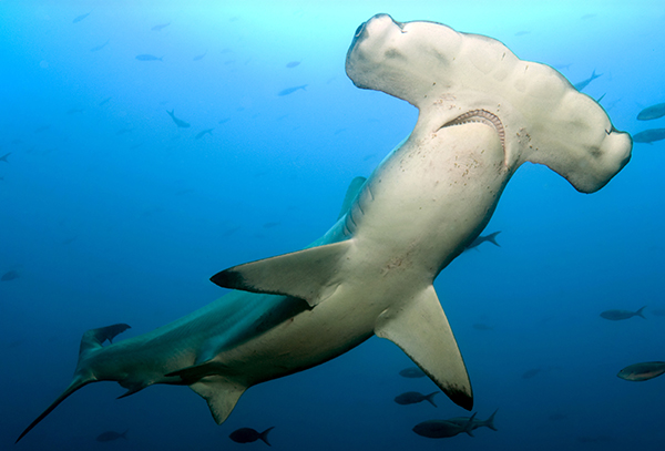Galapagos Islands, Ecuador, Scalloped Hammerhead shark (Sphyrna lewini)