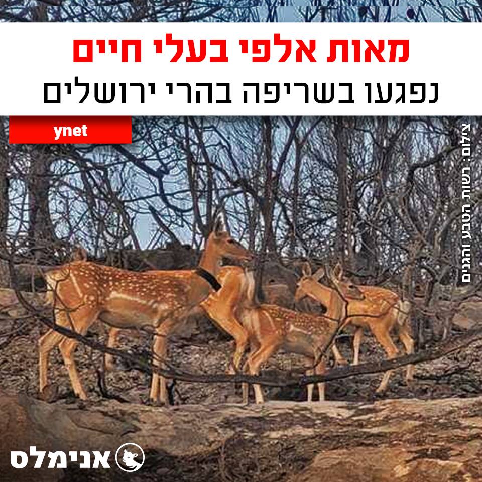 מאות אלפי בעלי חיים נפגעו בשריפה בהרי ירושלים מאות אלפי בעלי חיים נפגעו בשריפה בהרי ירושלים