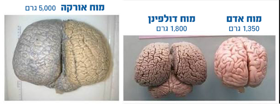 מוחות אדם דולפין ואורקה