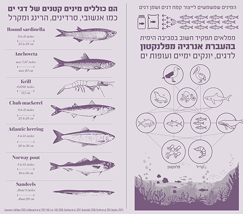 מיני דגים שמשמשים לפיטום דגי משק וחשיבותם מיני דגים שמשמשים לפיטום דגי משק וחשיבותם