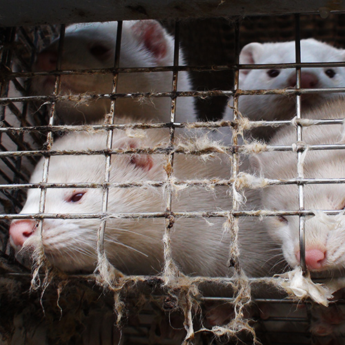 חורפנים (מינק) בכלובים צפופים של תעשיית הפרוות באירופה