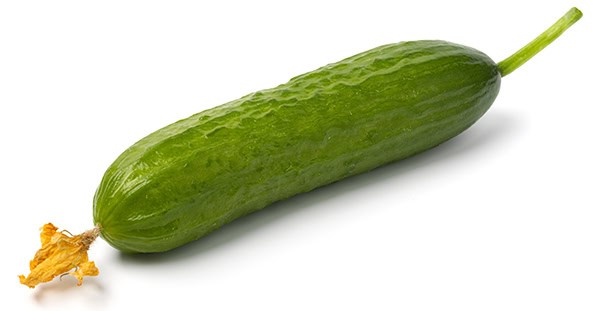 Single fresh young homegrown green small cucumber with flower cl פרי? תלוי באיזה הקשר מדברים - בוטני או קולינרי