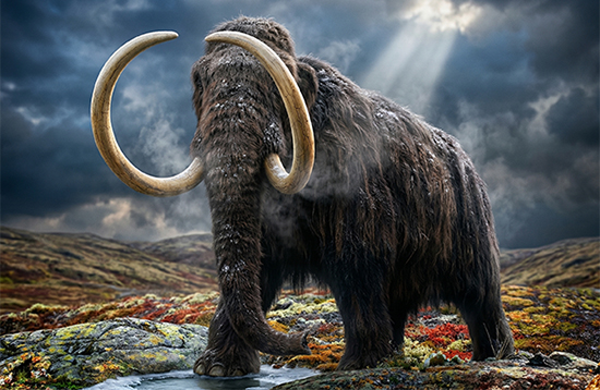 ממותה צמרירית