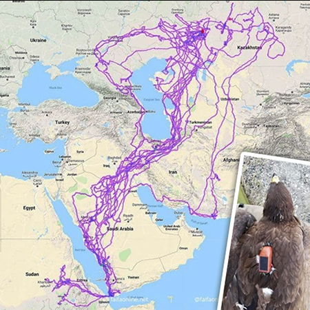 מסלולי 20 עיטי ערבות מעל המזרח התיכון כפי שתועדו באמצעות משדרים שהוצמדו לגופם