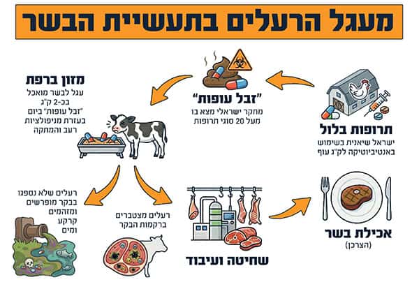 מעגל הרעלים בתעשיית הבשר