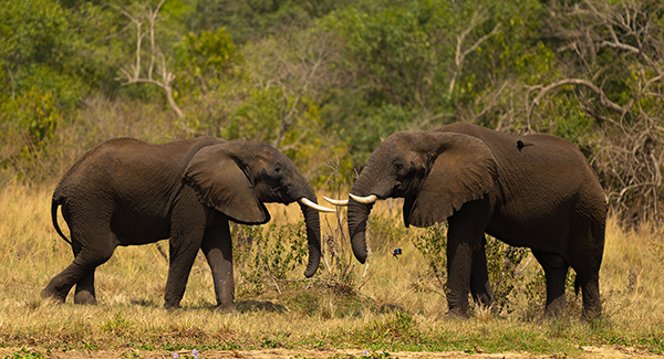 two adult elephants in an open field next to water with trees in the background two adult elephants in an open field next to water with trees in the background